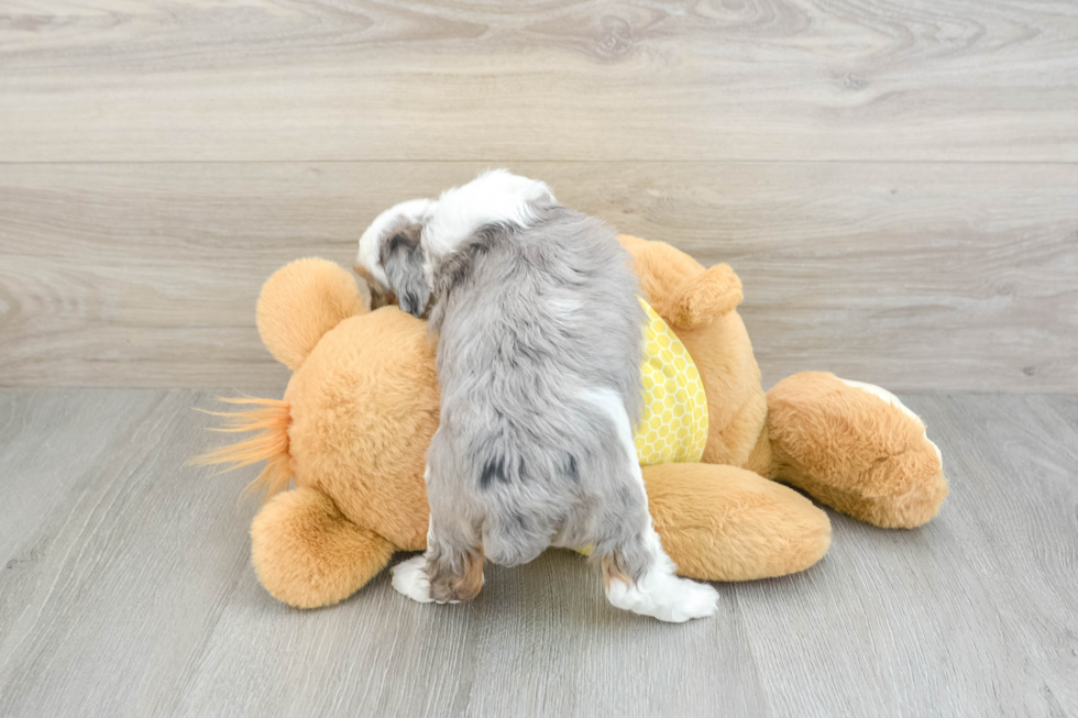 Smart Mini Aussiedoodle Poodle Mix Pup