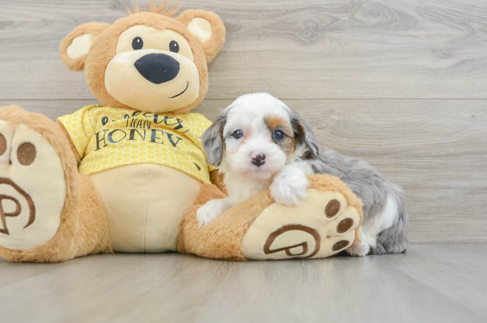 6 week old Mini Aussiedoodle Puppy For Sale - Simply Southern Pups