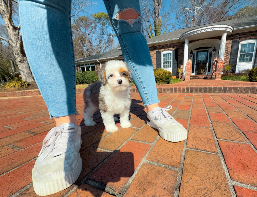 Cute Mini Aussiedoodle Baby