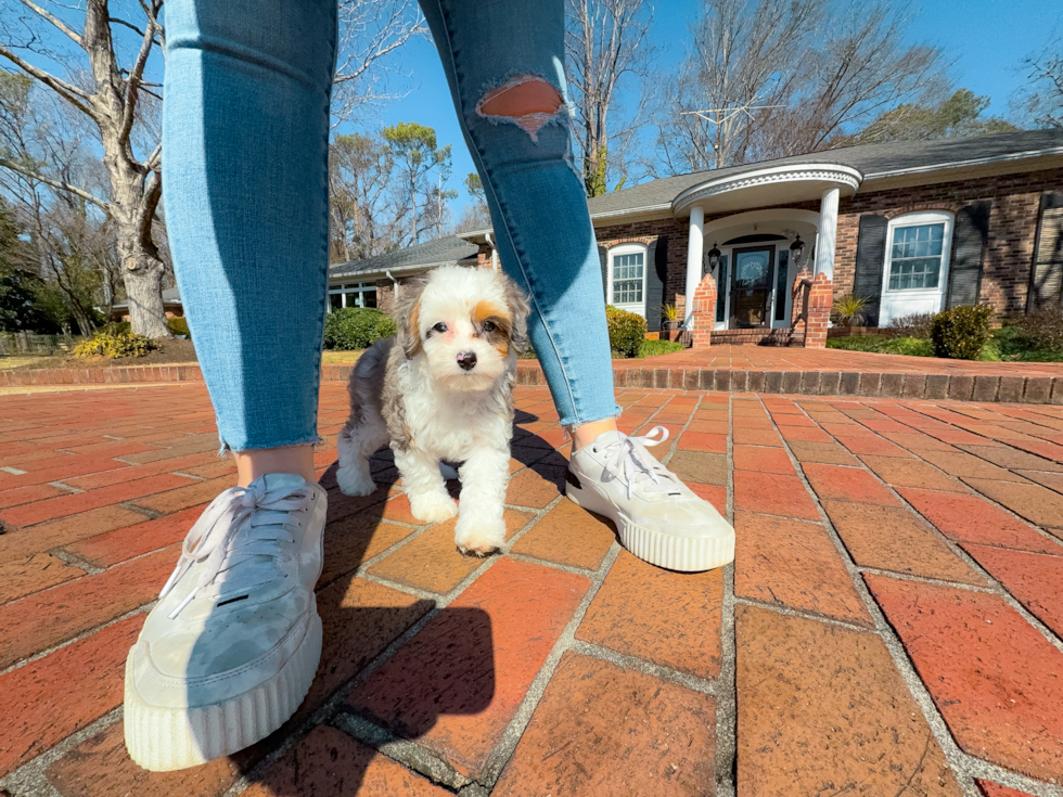 Mini Aussiedoodle Puppy for Adoption