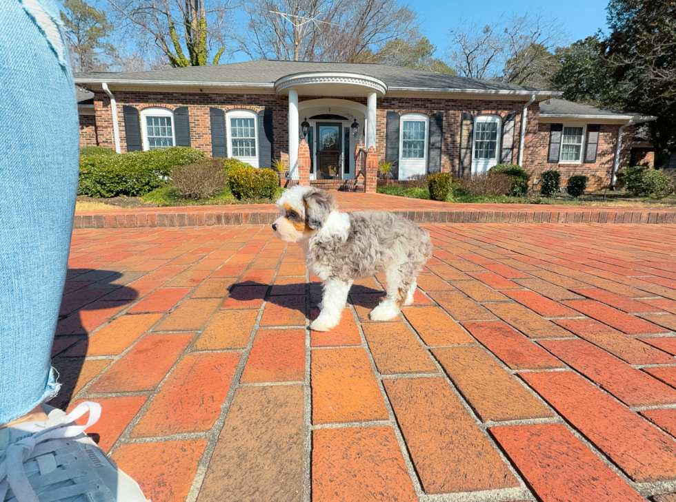 Cute Mini Aussiedoodle Poodle Mix Pup