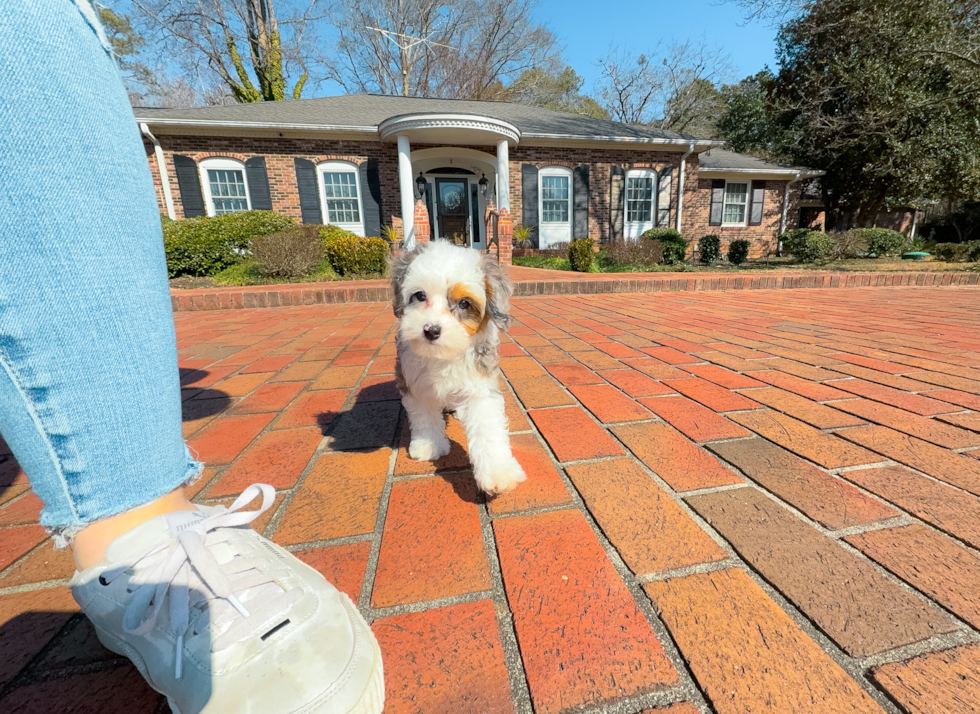 Mini Aussiedoodle Puppy for Adoption