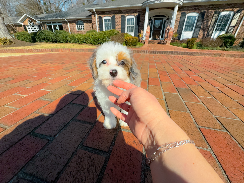 Cute Mini Aussiedoodle Baby