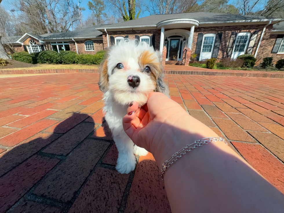 Cute Mini Aussiedoodle Poodle Mix Pup