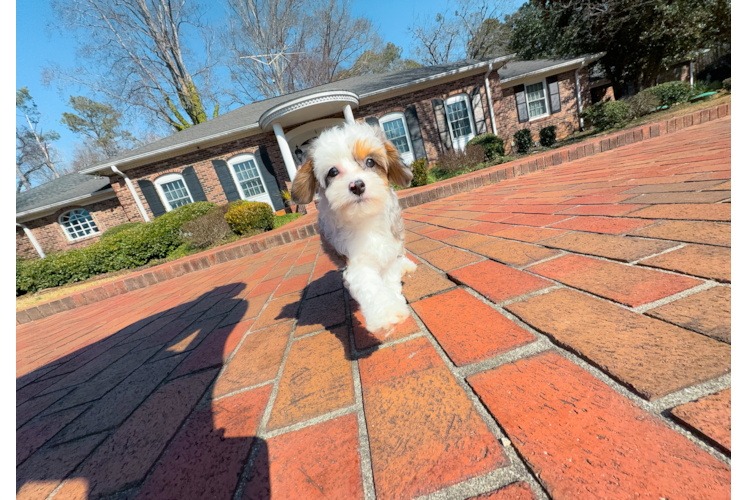 Mini Aussiedoodle Puppy for Adoption