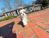 10 week old Mini Aussiedoodle Puppy For Sale - Simply Southern Pups