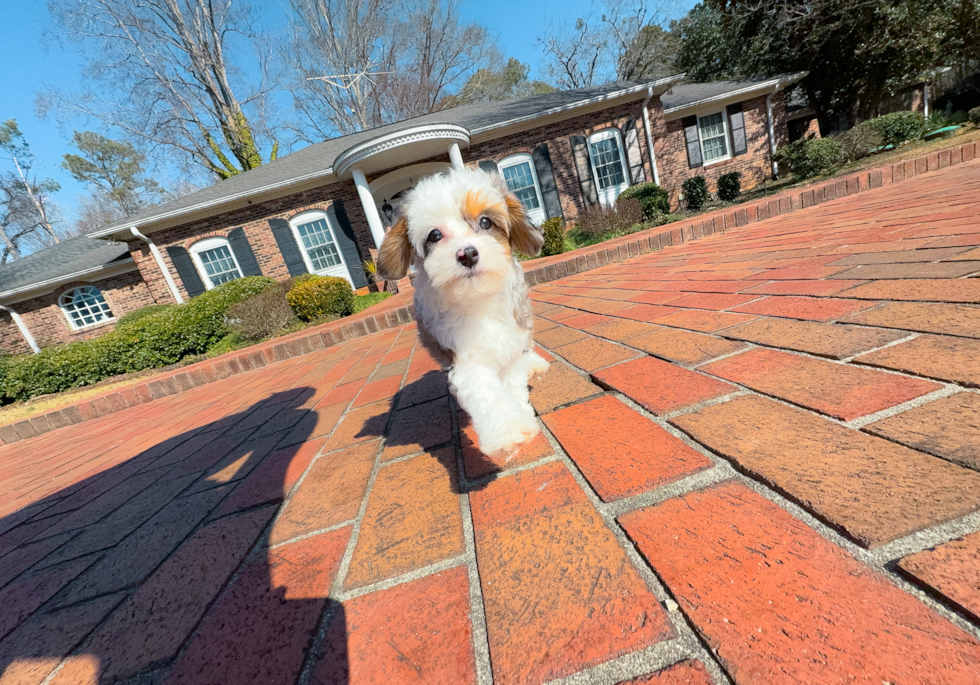 Mini Aussiedoodle Puppy for Adoption