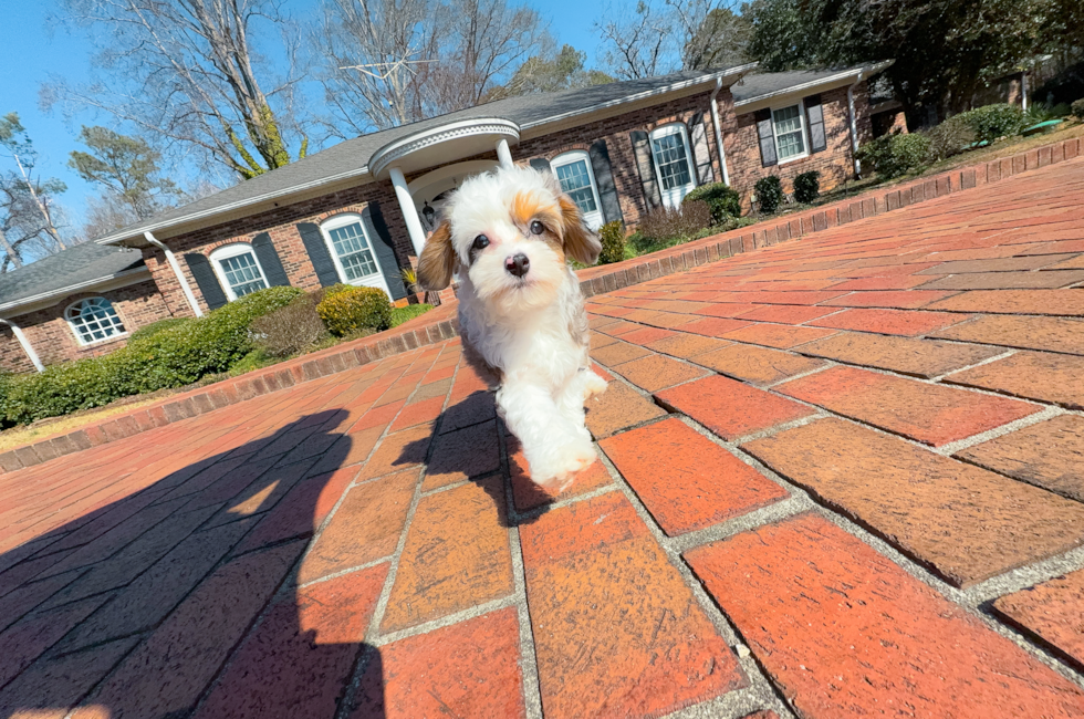 9 week old Mini Aussiedoodle Puppy For Sale - Simply Southern Pups