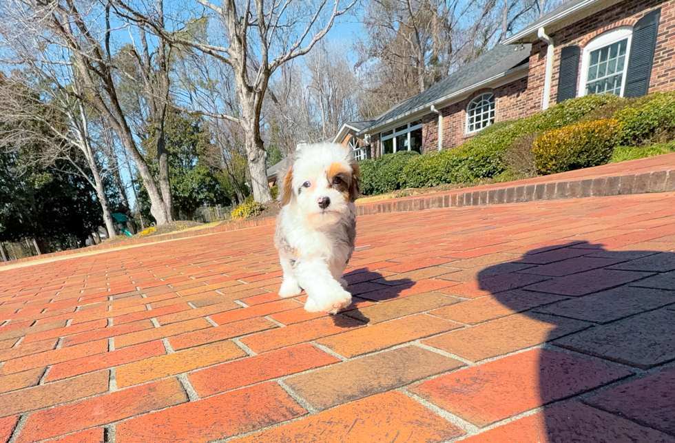 Mini Aussiedoodle Pup Being Cute