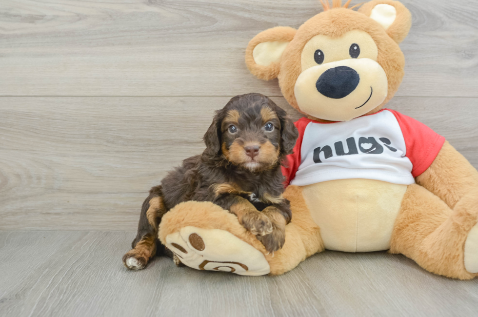 5 week old Mini Aussiedoodle Puppy For Sale - Simply Southern Pups