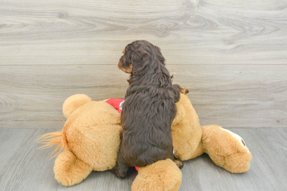 Funny Mini Aussiedoodle Poodle Mix Pup