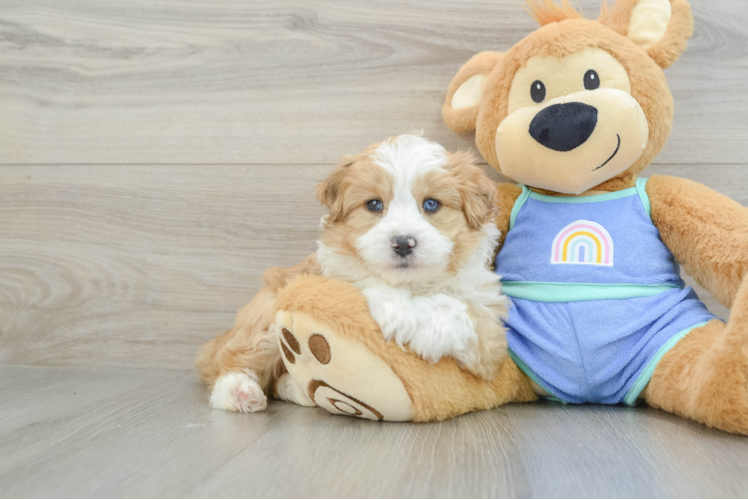 Mini Aussiedoodle Puppy for Adoption