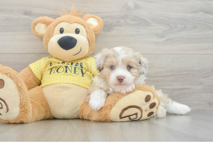 Adorable Mini Australian Shepherd X Poodle Mix Poodle Mix Puppy