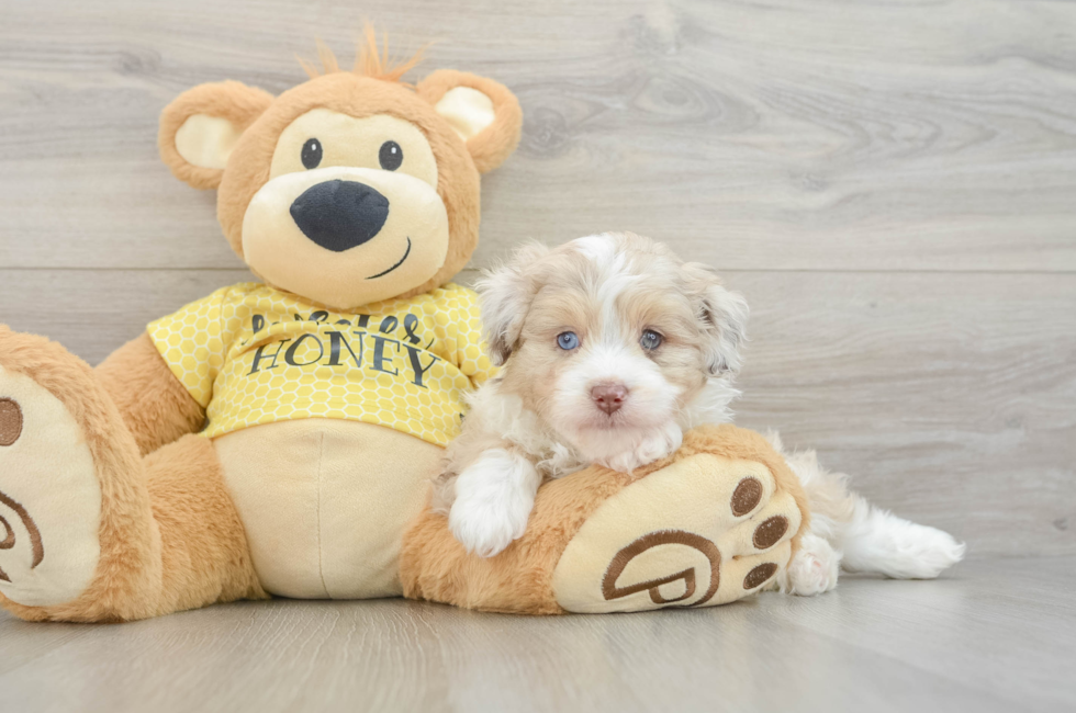 6 week old Mini Aussiedoodle Puppy For Sale - Simply Southern Pups