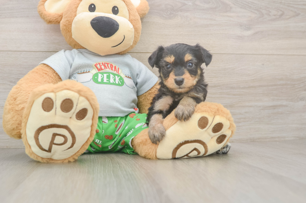 5 week old Mini Aussiedoodle Puppy For Sale - Simply Southern Pups