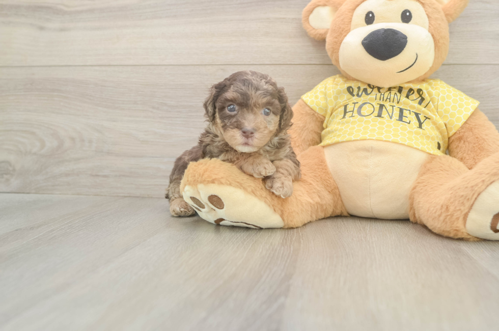 5 week old Mini Aussiedoodle Puppy For Sale - Simply Southern Pups
