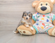 8 week old Mini Aussiedoodle Puppy For Sale - Simply Southern Pups