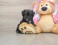 7 week old Mini Aussiedoodle Puppy For Sale - Simply Southern Pups