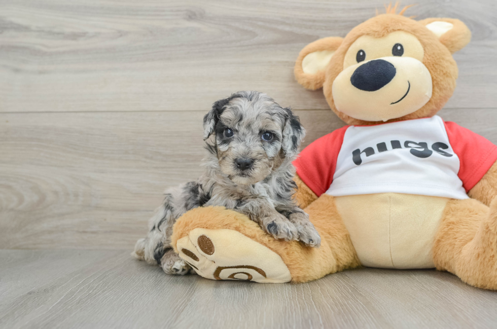 5 week old Mini Aussiedoodle Puppy For Sale - Simply Southern Pups