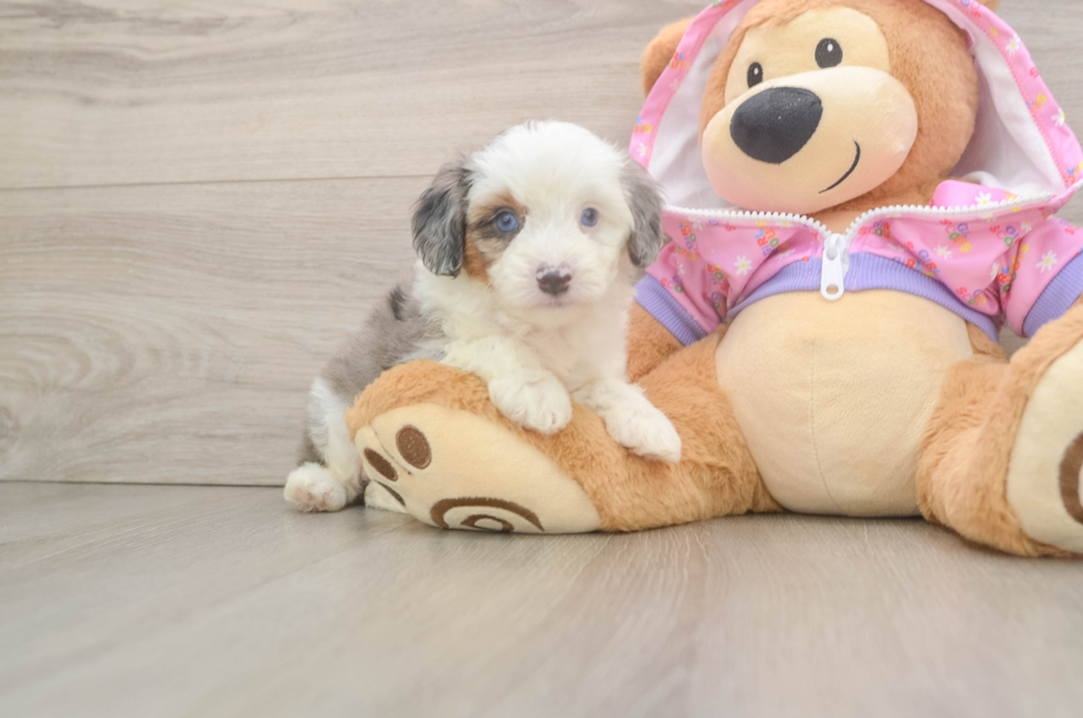 6 week old Mini Aussiedoodle Puppy For Sale - Simply Southern Pups