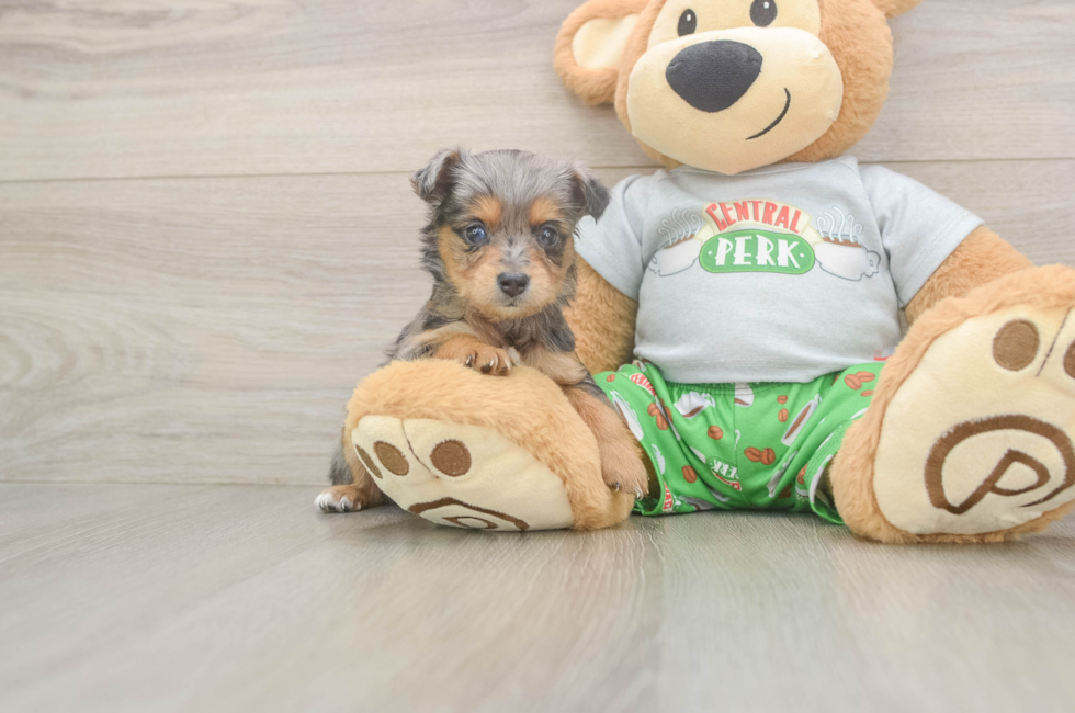 5 week old Mini Aussiedoodle Puppy For Sale - Simply Southern Pups