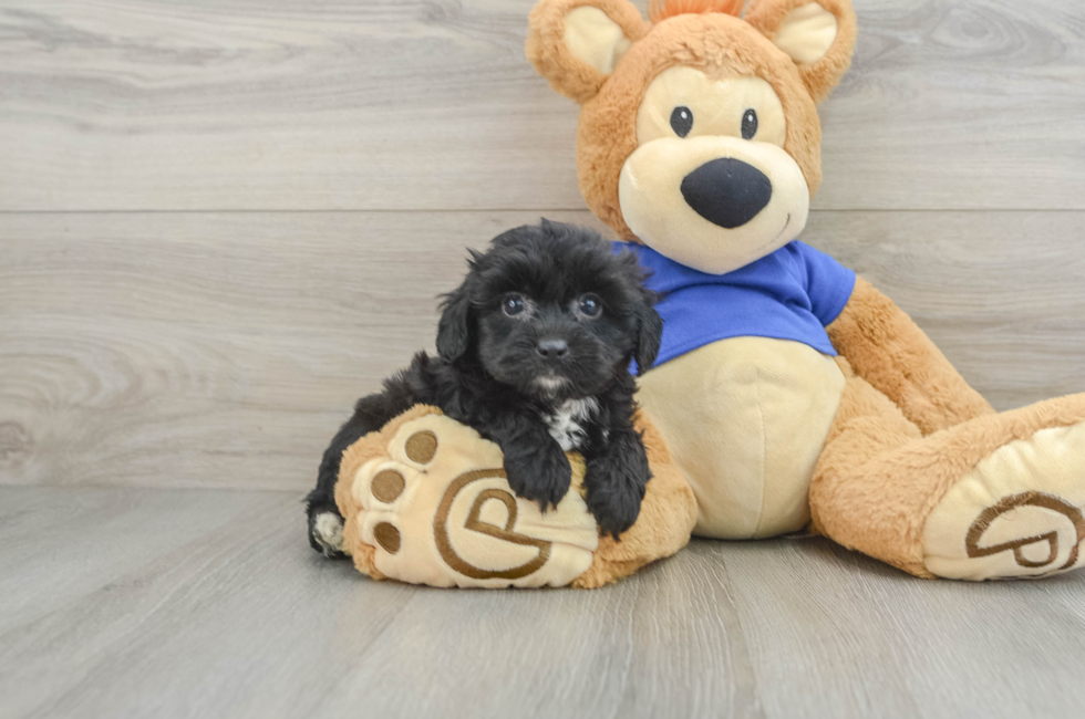 8 week old Mini Aussiedoodle Puppy For Sale - Simply Southern Pups