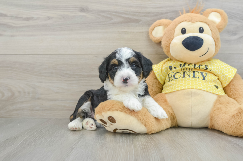 6 week old Mini Aussiedoodle Puppy For Sale - Simply Southern Pups