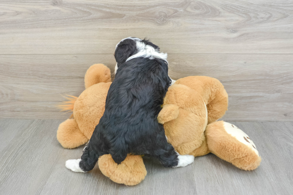 Mini Aussiedoodle Puppy for Adoption