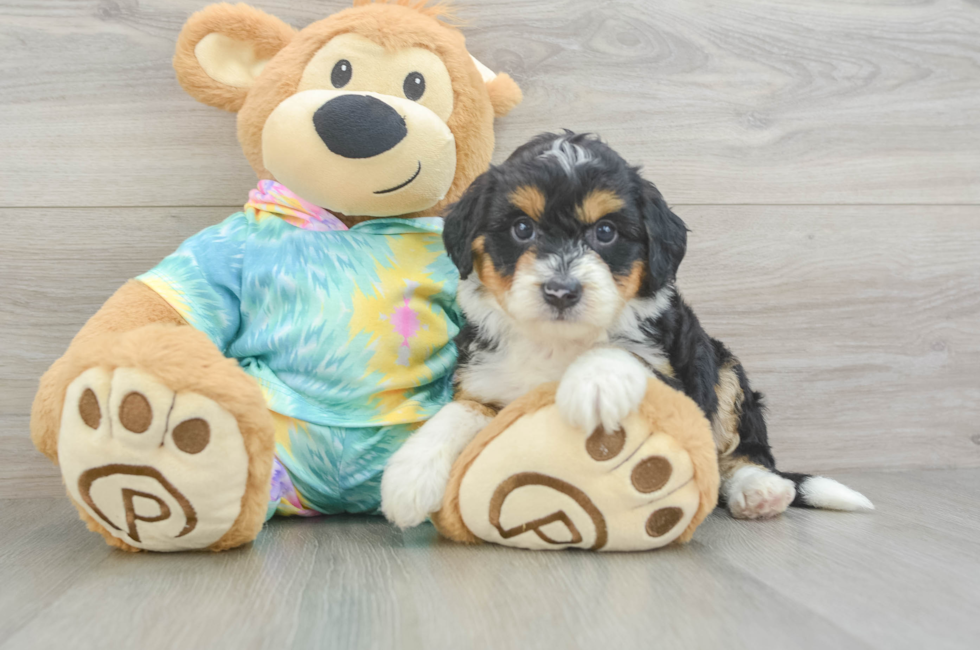 5 week old Mini Aussiedoodle Puppy For Sale - Simply Southern Pups