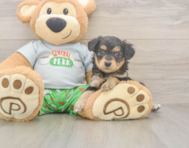 7 week old Mini Aussiedoodle Puppy For Sale - Simply Southern Pups