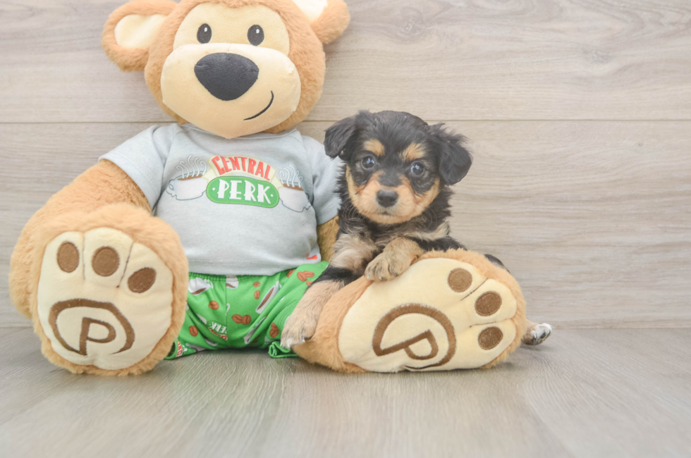 5 week old Mini Aussiedoodle Puppy For Sale - Simply Southern Pups