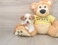 6 week old Mini Aussiedoodle Puppy For Sale - Simply Southern Pups