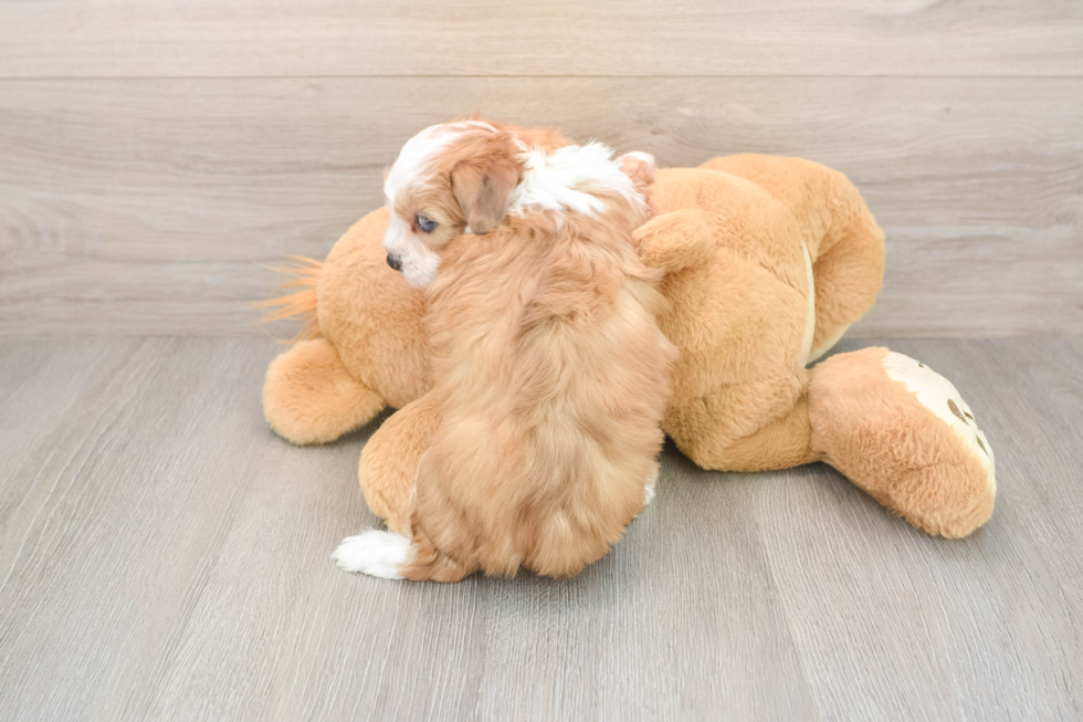 Mini Aussiedoodle Puppy for Adoption