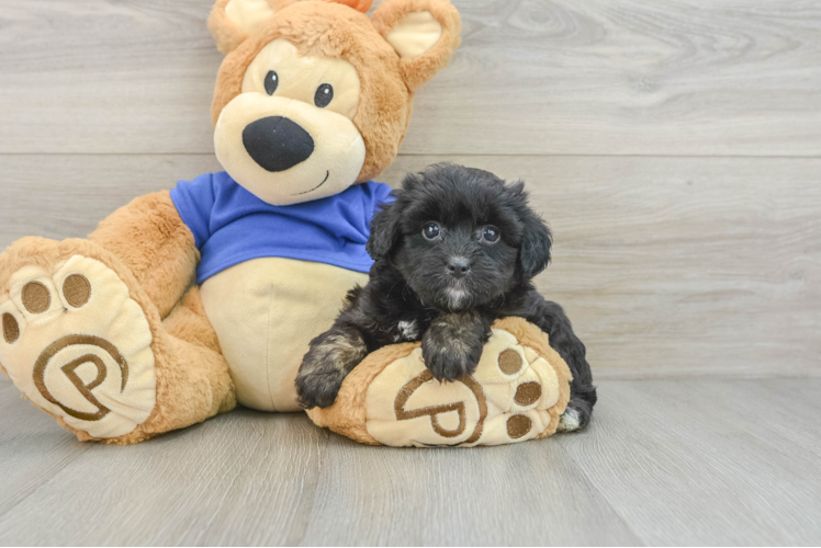 Mini Aussiedoodle Pup Being Cute