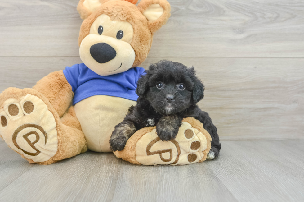 8 week old Mini Aussiedoodle Puppy For Sale - Simply Southern Pups