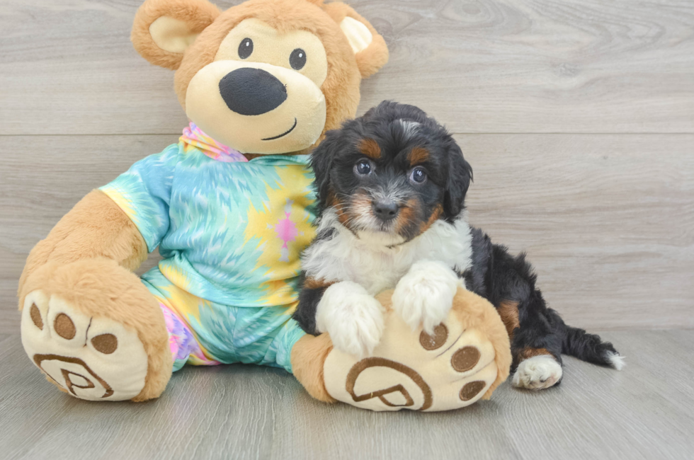 5 week old Mini Aussiedoodle Puppy For Sale - Simply Southern Pups