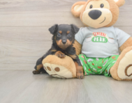 7 week old Mini Aussiedoodle Puppy For Sale - Simply Southern Pups