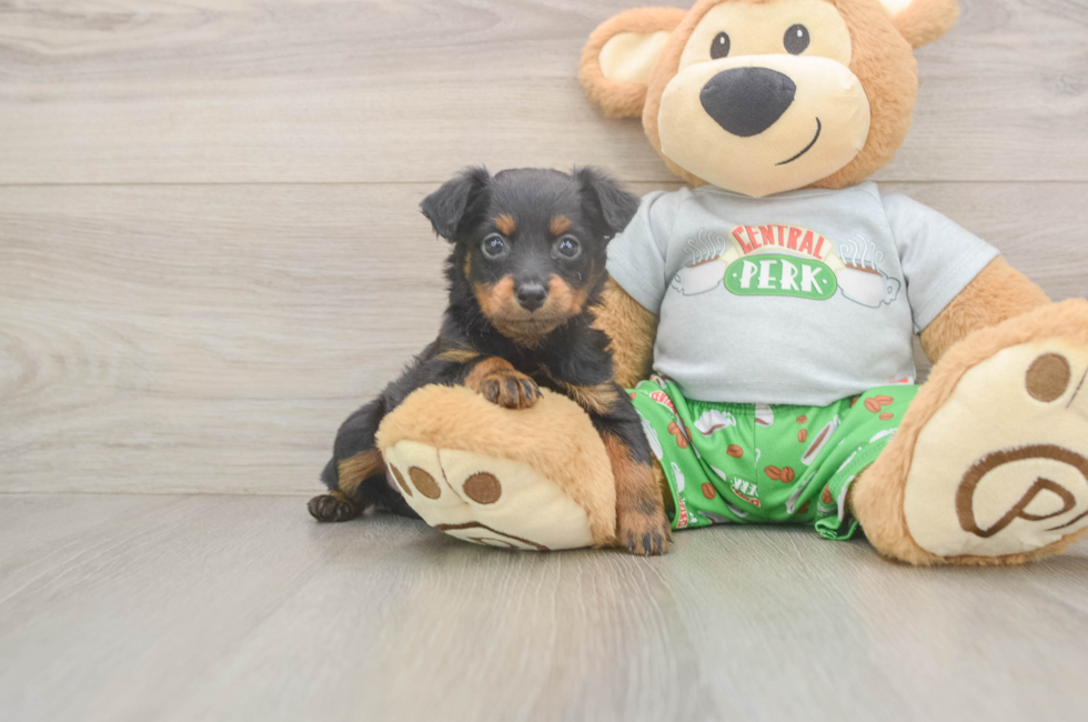5 week old Mini Aussiedoodle Puppy For Sale - Simply Southern Pups