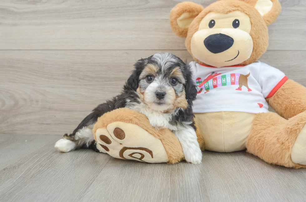 5 week old Mini Aussiedoodle Puppy For Sale - Simply Southern Pups