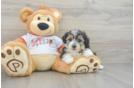 Cute Mini Aussiedoodle Baby