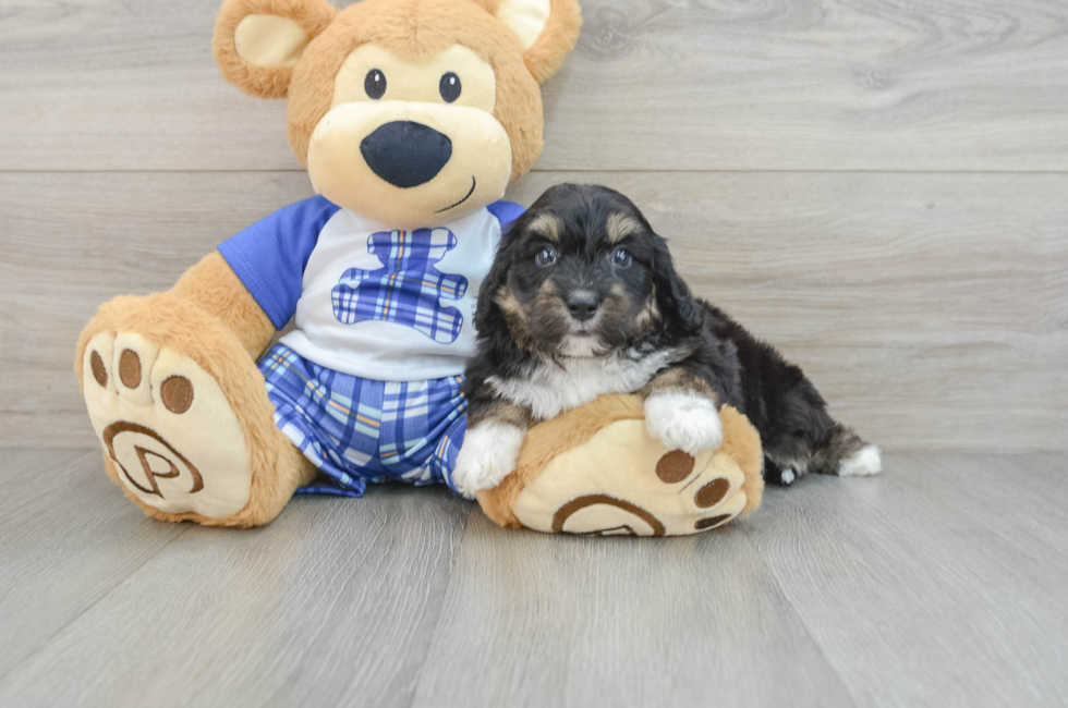 6 week old Mini Aussiedoodle Puppy For Sale - Simply Southern Pups