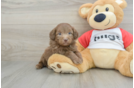 Fluffy Mini Aussiedoodle Poodle Mix Pup