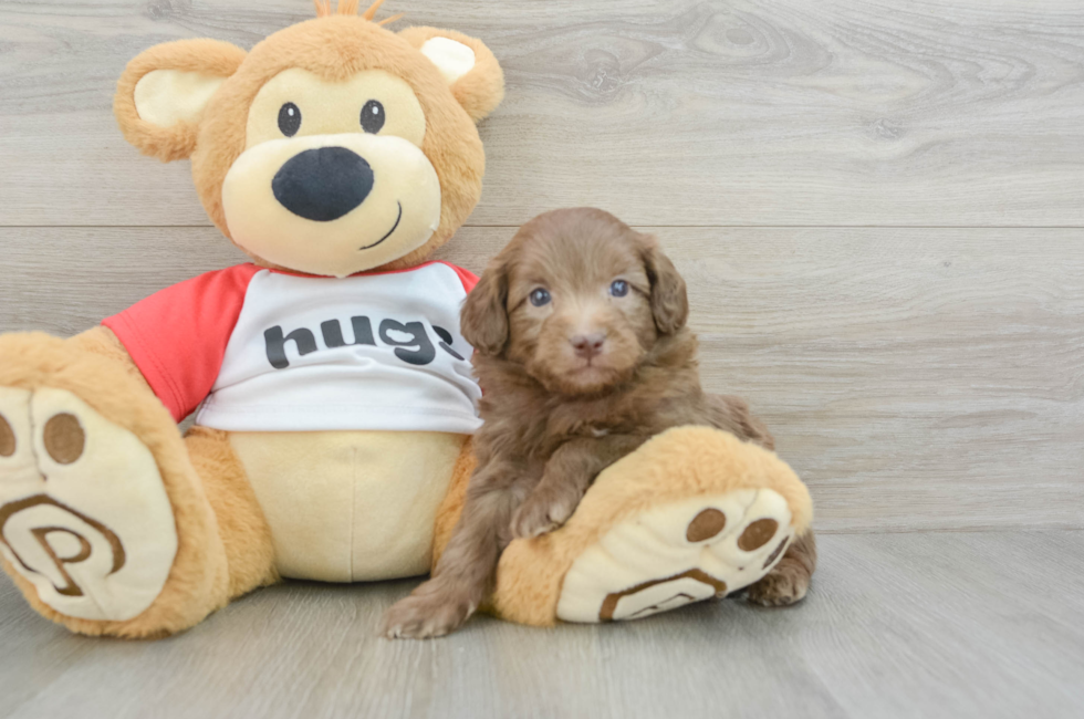 5 week old Mini Aussiedoodle Puppy For Sale - Simply Southern Pups