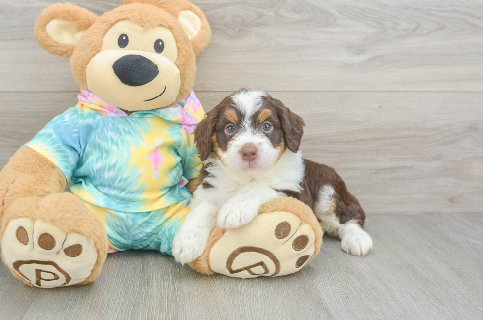 5 week old Mini Aussiedoodle Puppy For Sale - Simply Southern Pups