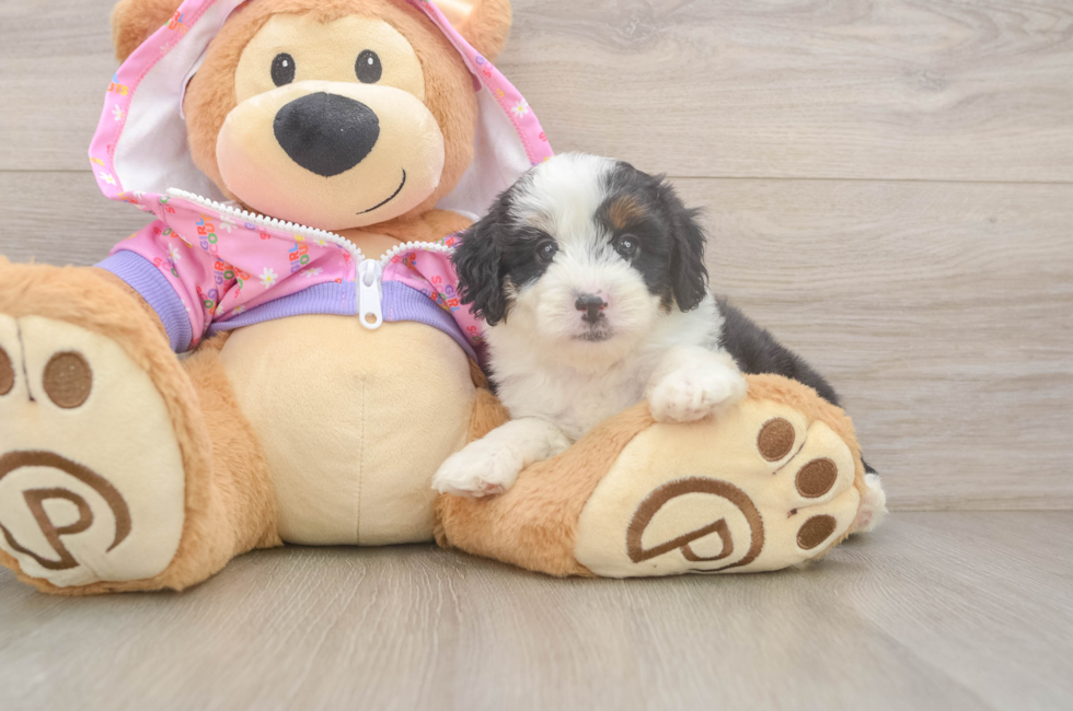 6 week old Mini Aussiedoodle Puppy For Sale - Simply Southern Pups
