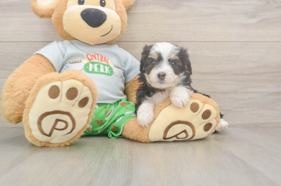 5 week old Mini Aussiedoodle Puppy For Sale - Simply Southern Pups