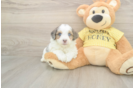 Best Mini Aussiedoodle Baby