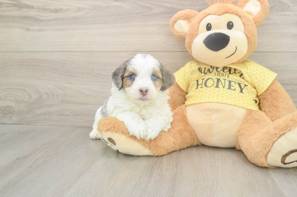 5 week old Mini Aussiedoodle Puppy For Sale - Simply Southern Pups