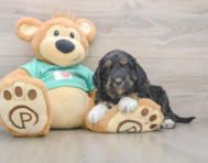 5 week old Mini Aussiedoodle Puppy For Sale - Simply Southern Pups
