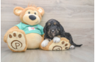 Mini Aussiedoodle Puppy for Adoption